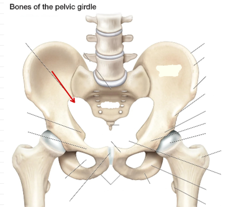 <p>Hip Bone</p>