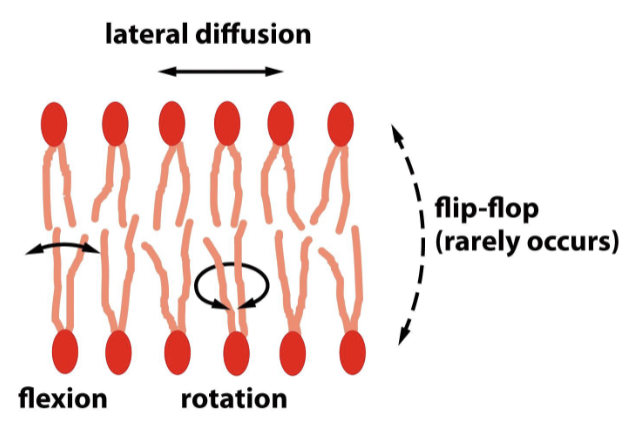 <p>lipids can…</p><ul><li><p>rearrange within their own monolayers (lateral diffusion for transport)</p></li><li><p>show rotation across their axis</p></li><li><p>show flexion of hydrocarbon chains</p></li></ul><p></p>