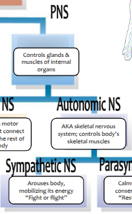 <p>Sympathetic Nervous system</p>