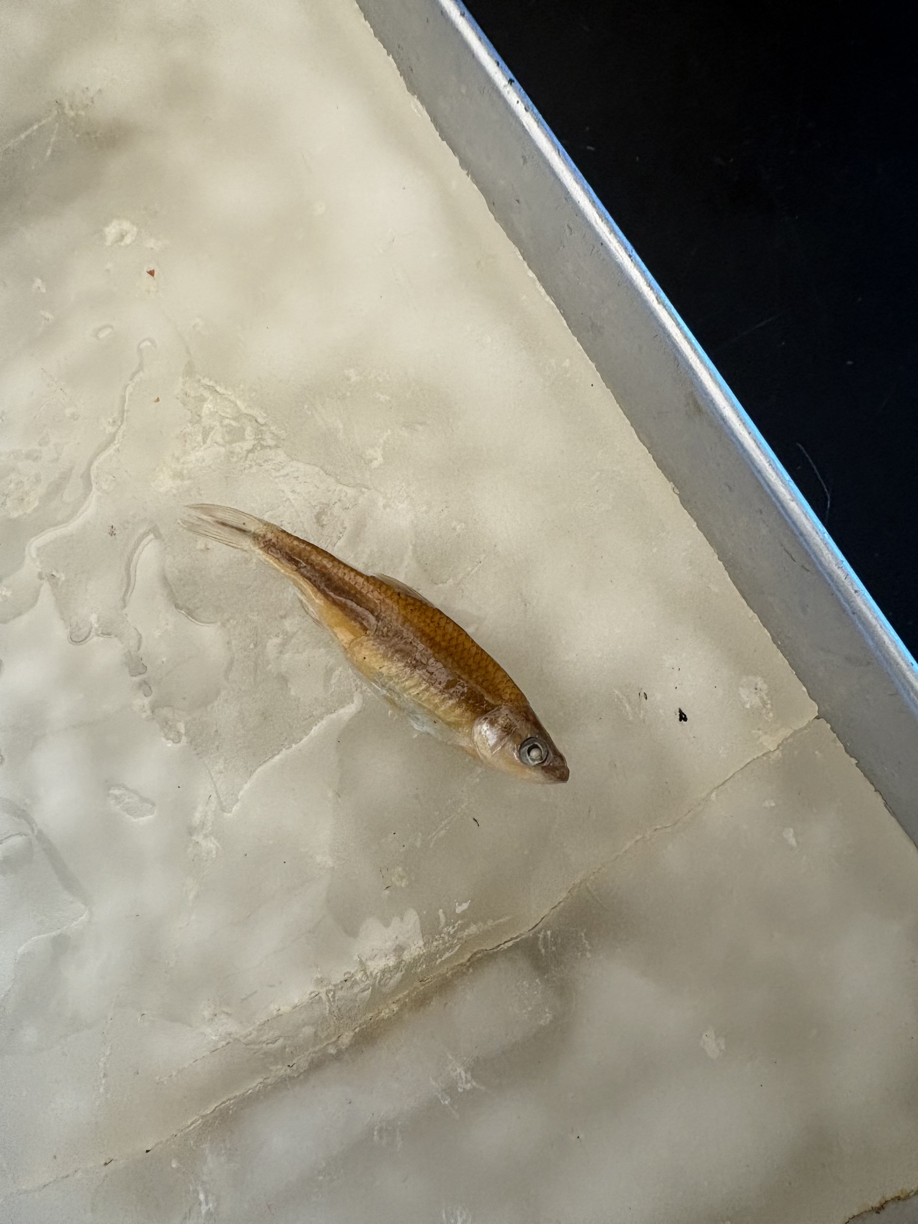 <p>What is the Class, Division, Order, Family, Name, and Scientific Name for this species?</p>