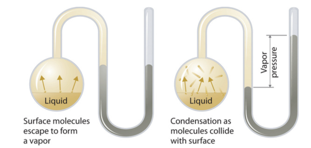 <ul><li><p><span>pressure exerted by a vapor in equilibrium with its liquid in a closed container</span></p></li></ul><p></p>