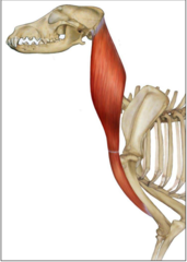 <p>contraction of the extrinsic TL muscle moves the limb relative to the body</p><p>ex. when the left brachiocephalicus m. contracts and the left forelimb is non weight-bearing, the left forelimb is advanced and the shoulder joint is extended.</p>
