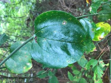 <p>Smilax rotundifolia</p>
