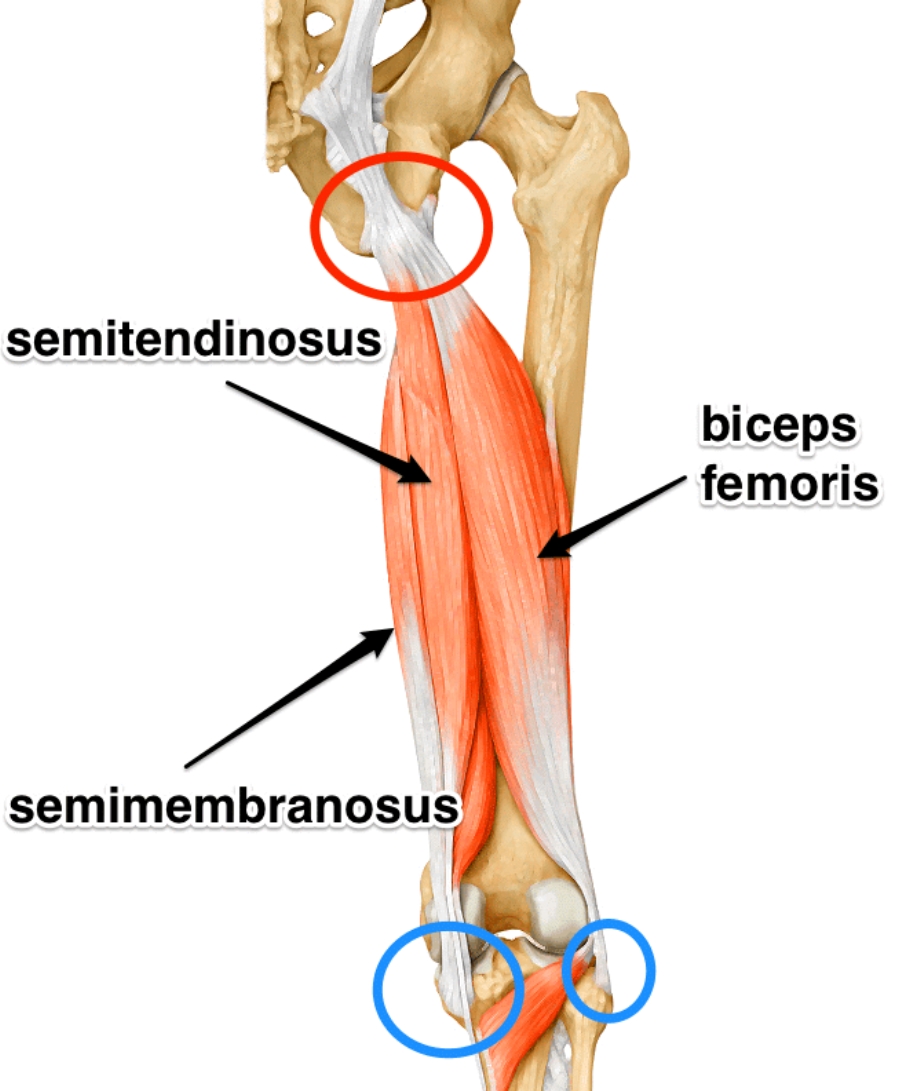 <p>form: line back of knee with red dot, pad above ankles </p><p>muscles: hamstring → biceps femoris, semitendonosis, semimembranosis </p><p>progression: nordic curls</p><p>regression: band around ankles, lift up</p>