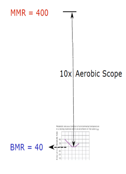 <p>The ratio of maximal sustained MR (MMR) to the basal MR (BMR).</p><p>The MMR is USUALLY 10x the BMR (but for example if the aerobic scope is 11 then it would be 11x the BMR)</p><p>(As a rule of thumb, an endotherm will have a resting metabolic rate of 10x that of an ectotherm of similar size.)</p>