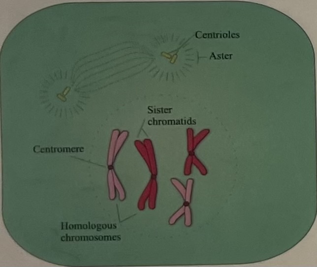 <p><span>Chromosomes condense and become visible. The nuclear membrane and nucleolus disappear. A spindle apparatus begins to form</span></p>
