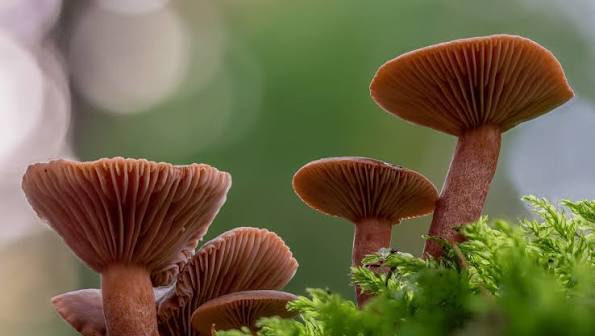 <p>Fertile surface? </p>