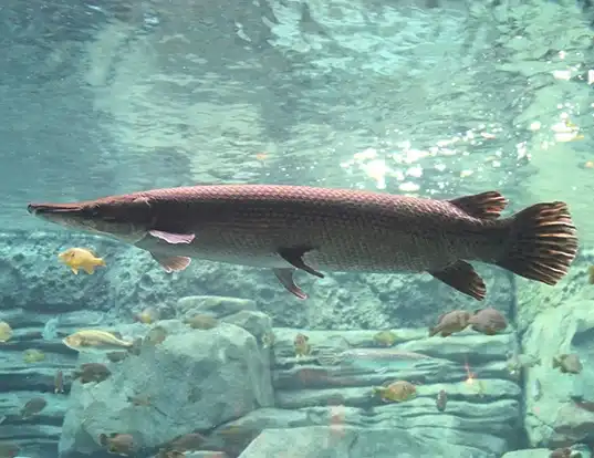 <p>Broad head, Long snout</p>