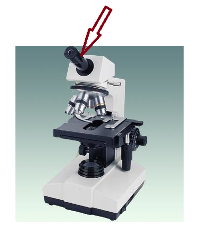 <p>What part of the Microscope is this? </p>
