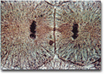 <p>Identify the phase of the cell cycle.</p>