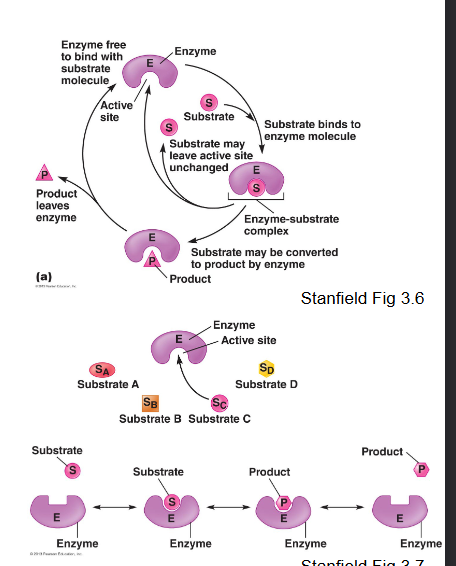 <p>the enzyme substrate complex</p>