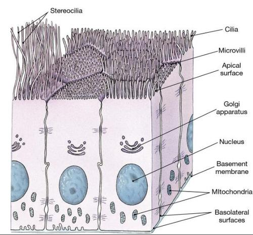 <p>Very long <strong>apical</strong> microvilli that cannot move.</p>