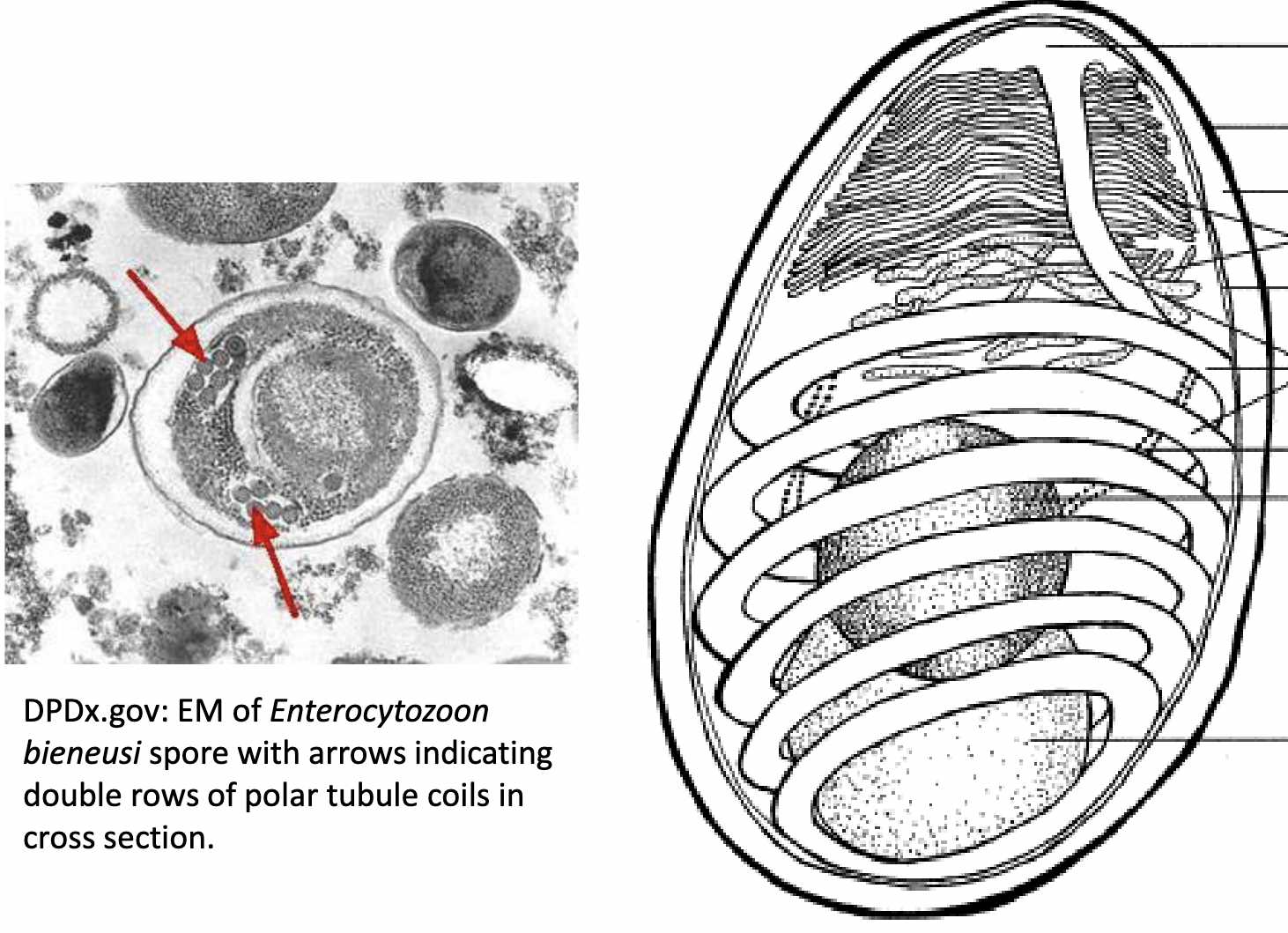 <p>characteristic coiled polar filament</p>