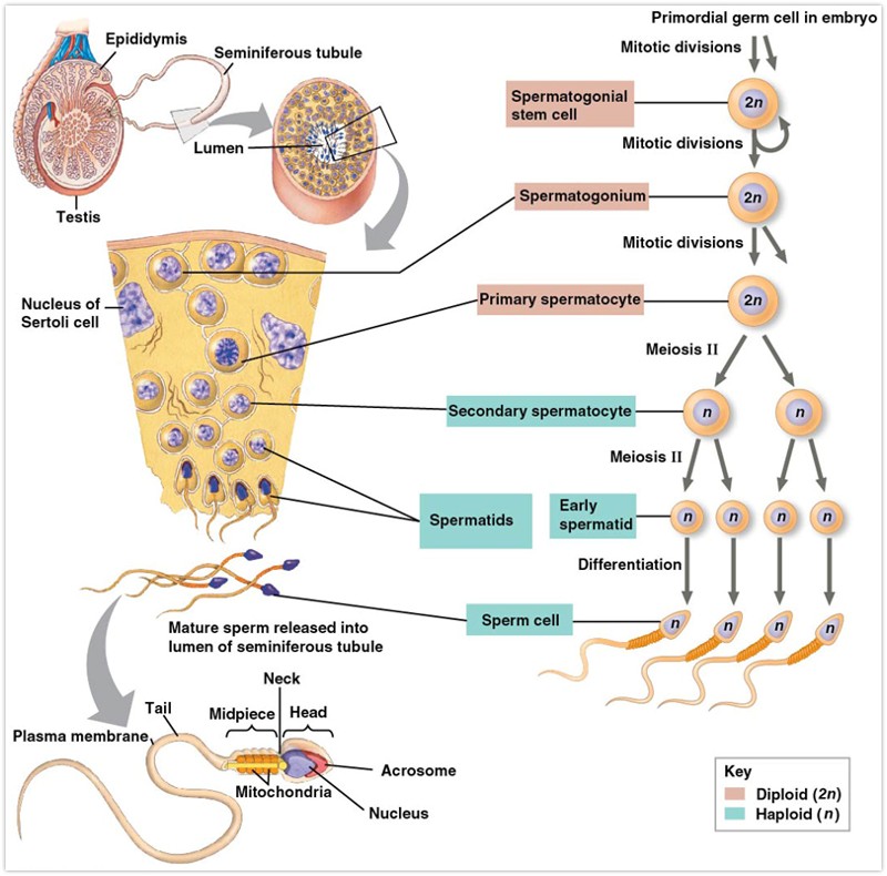 <ul><li><p>male gametes (sperm) is produced in the testes</p></li><li><p>composed of highly coiled tubes</p><ul><li><p>seminiferous tubules</p></li><li><p>leydig cells (produce testosterone)</p></li><li><p>sertoli cells (provide nutrients for developing sperm)</p></li></ul></li><li><p>from the seminiferous tubules the sperm pass into the epididymis</p></li><li><p>spermatogenesis: make sperm</p><ul><li><p>during this process the cells move from the outer edge of the tubule toward the center</p></li><li><p>the sperm cells mature in the epididymis</p></li><li><p>spermatogonia (diploid) through mitosis</p><ul><li><p>cells undergo meiosis (spermatocytes initially diploid)</p></li><li><p>produce haploid spermatids</p></li><li><p>mature into final sperm cells haploid</p></li></ul></li></ul></li></ul><p></p>