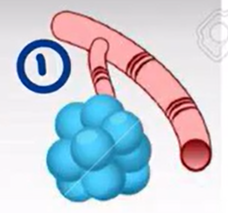 <p>H1 receptors are found in the <strong><em>(1)___________</em></strong>, specifically in the <strong><em>(2)_____.</em></strong></p>