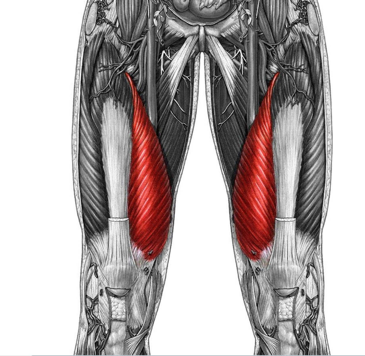 <p>extends leg</p>