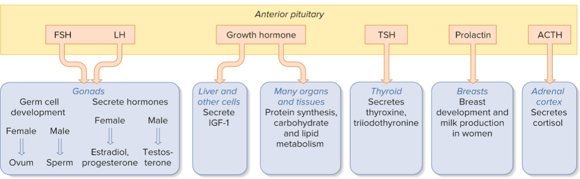 <p>growth hormone  ( GH) </p>