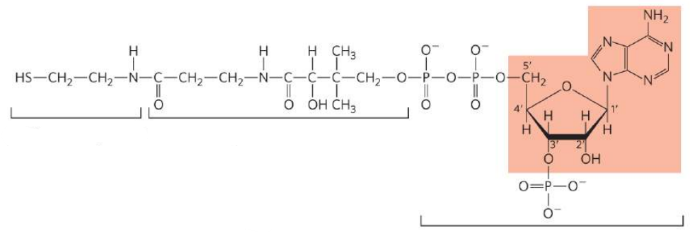 <p>What are the three components of this molecule?</p>