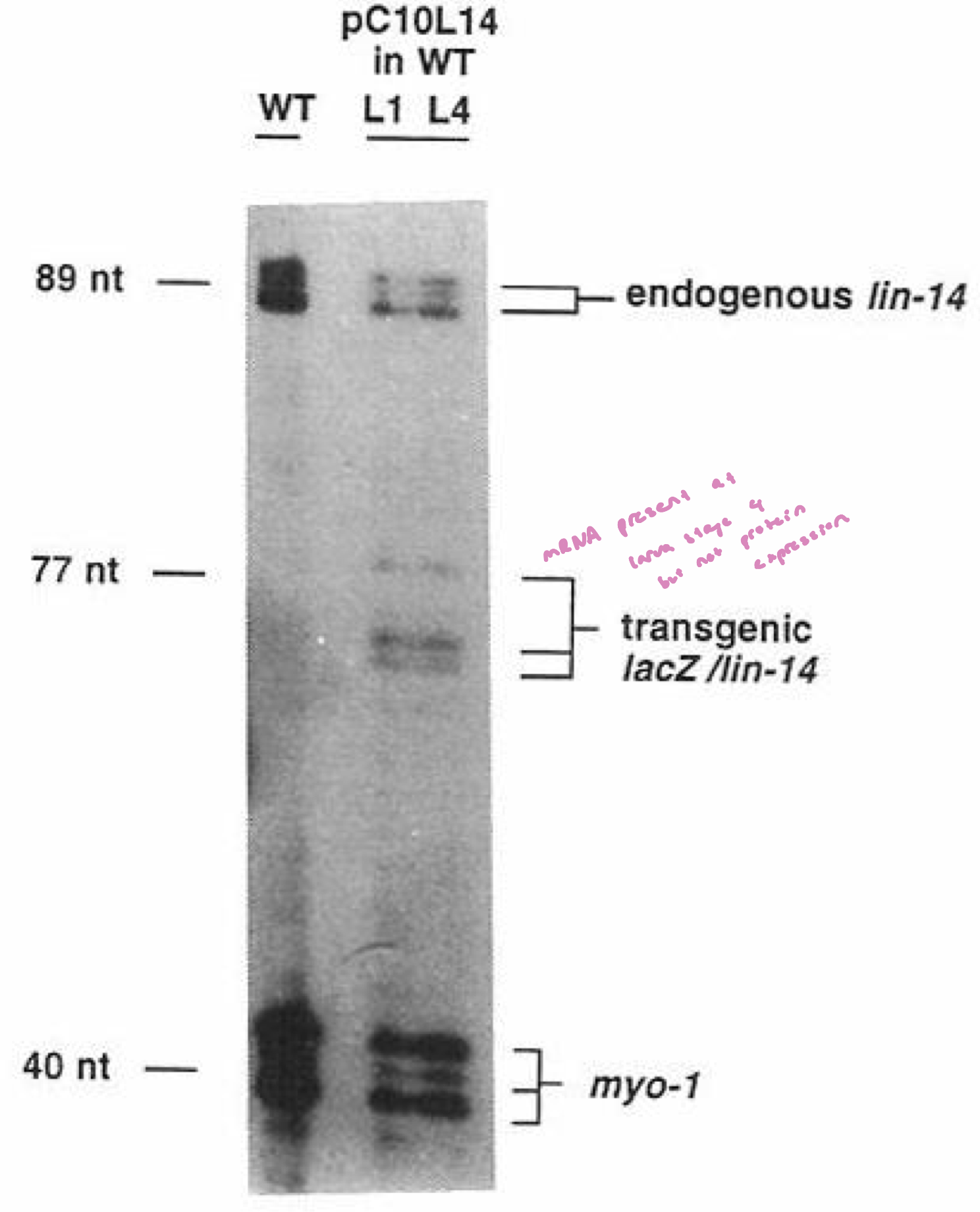 <ul><li><p>RNA transcript for endogenous <em>lin-14</em> and the <em>lacZ</em> transgenes are present in both L1 and L4</p></li><li><p>thus, inhibition of the <em>lin-14</em> 3’UTR does not depend on the loss of the <em>lin-14</em> transcript</p></li><li><p>ie. <em>lin-14</em> transcript is produced thru all larval stages, but Lin-14 protein is only translated in L1. Therefore, translation of the <em>lin-14</em> mRNA must be suppresed after L1 (by Lin 4)</p></li><li><p>the <em>lin-4 </em>locus is very small and does not contain a recognizable ORF. However, its sequence is highly conserved b/w closely related species</p></li></ul><p></p>