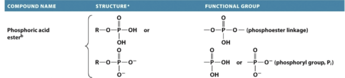 <p>Functional group: <strong>phosphoester linkage</strong>.</p><p>Functional group: <strong>phosphoryl group</strong>, <strong>Pi</strong>. </p>