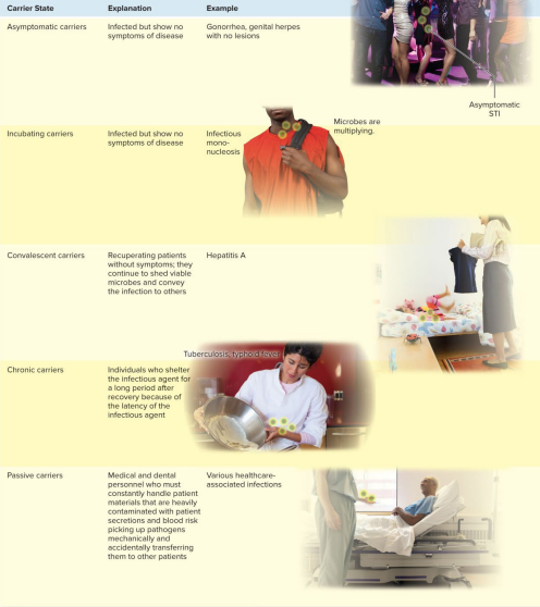 <p>An individual who inconspicuously shelters a pathogen & can spread it to others without knowing. Asymptomatic carriers, Incubating carriers, Convalescent carriers, Chronic carriers, Passive carriers.</p>
