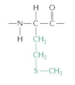 <p>Methionine</p>