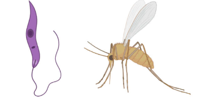 <p>Name the parasite-vector pair. What disease do they cause? How and where is it transmitted? What are the symptoms?</p>