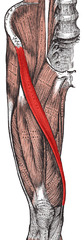 <p>anterior superior iliac spine</p>