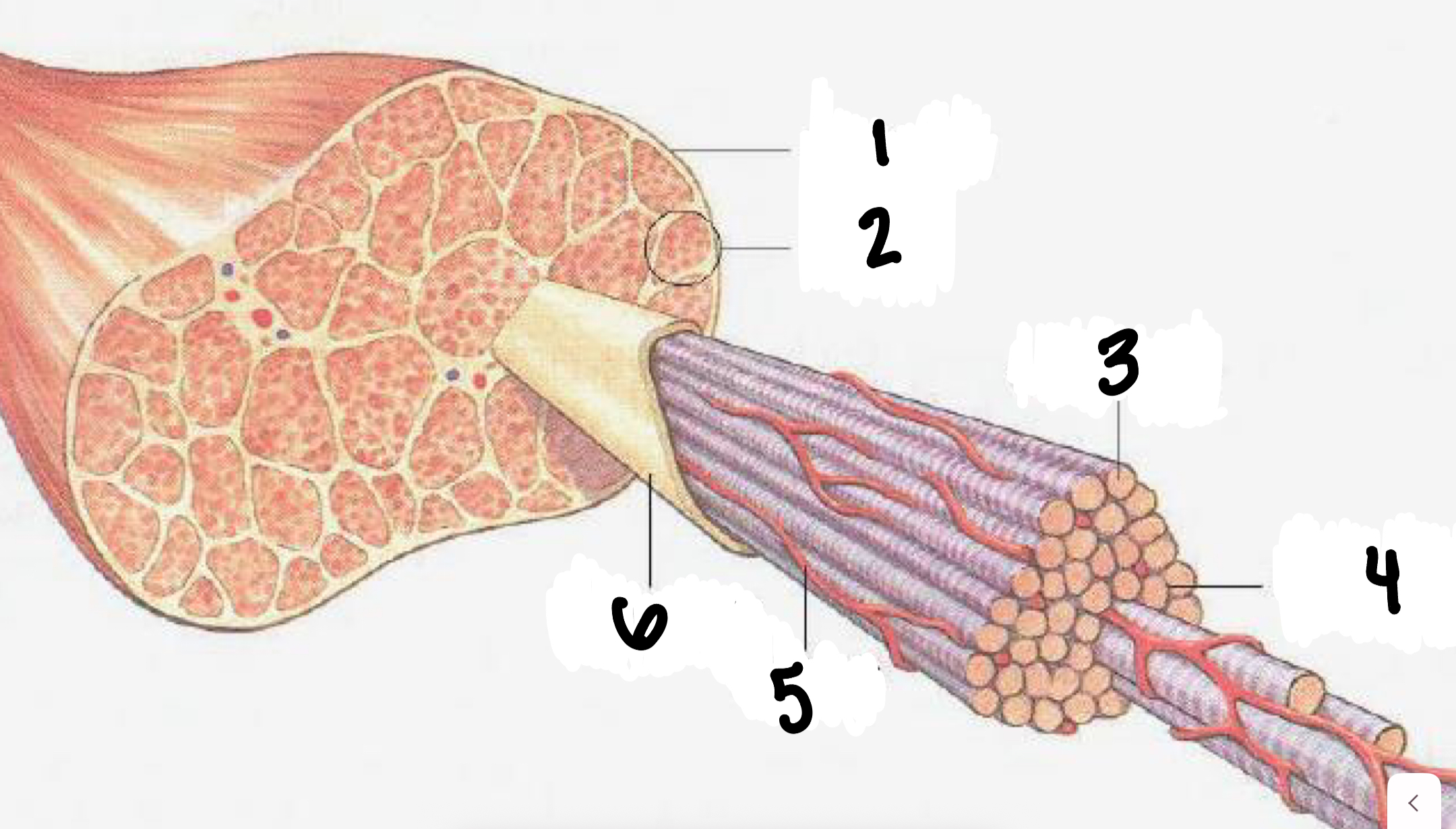 <p>label 1-6 of the composition of skeletal muscle </p>