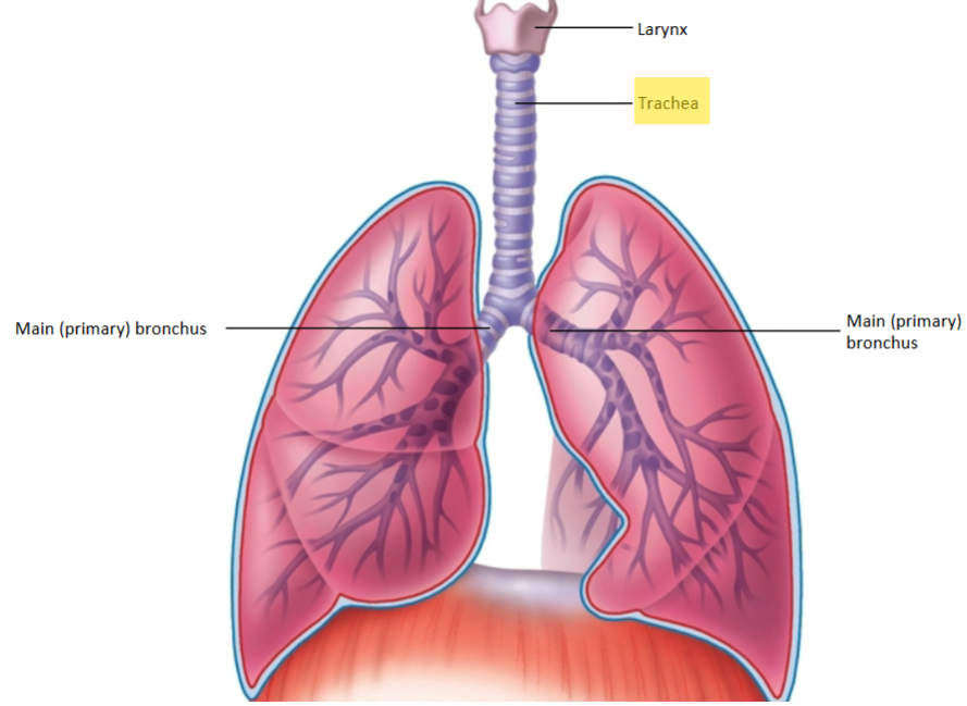 <p>Describe the structure of the <strong>Trachea</strong> (windpipe).</p>