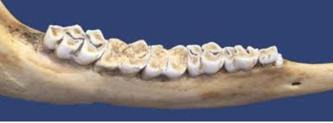 <p>What stage is this deer in?</p>