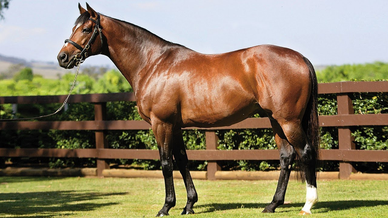 <p>Thoroughbred</p>