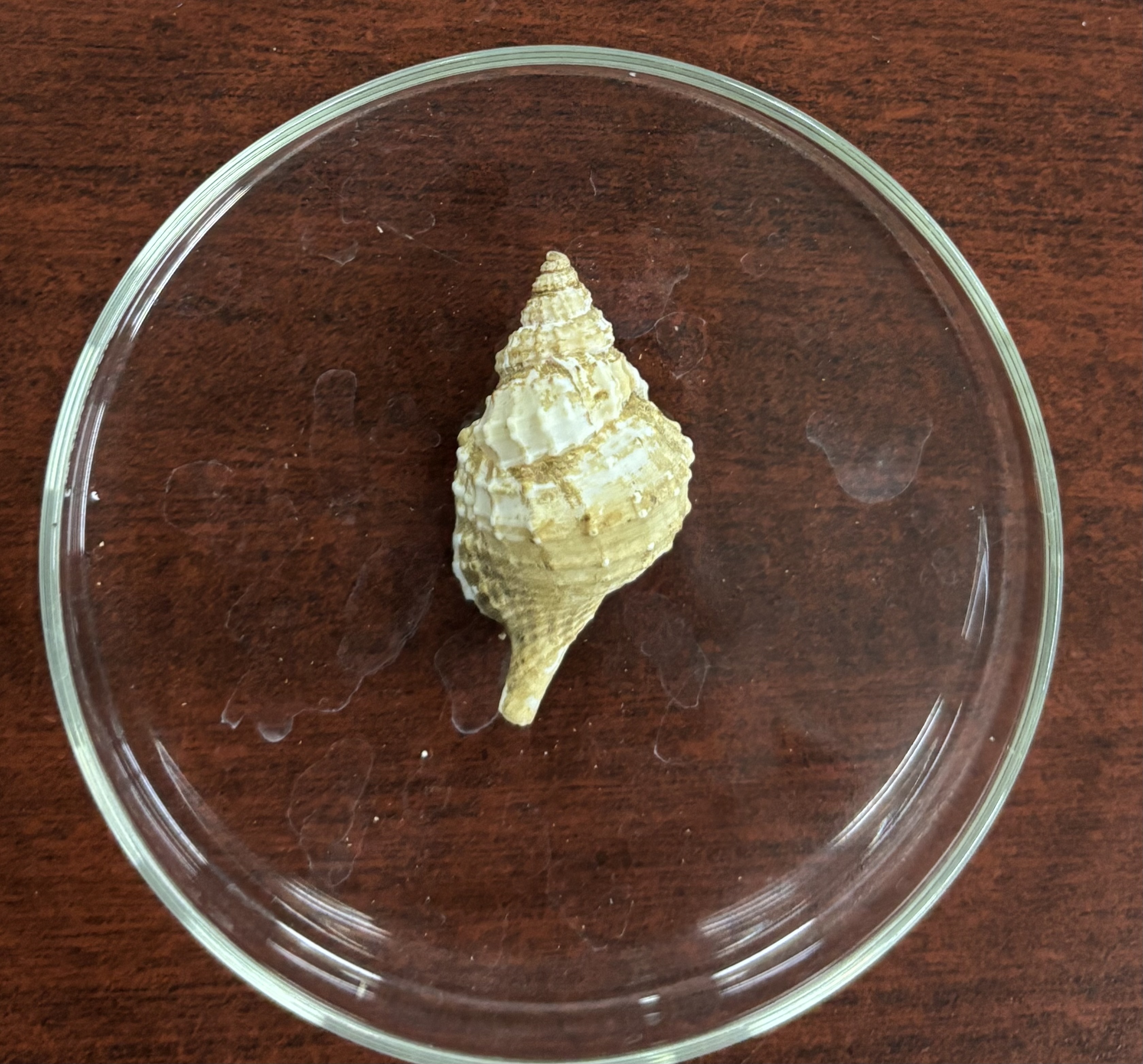 <p><strong>FILO<br>CLASE</strong><br><strong>SUBCLASE</strong><br><strong>ORDEN</strong><br><strong>FAMILIA</strong><br><strong>GÉNERO</strong><br><strong>NOMBRE COMÚN<br>CARACTERÍSTICAS</strong><br><strong>RÁDULA<br>ALIMENTACIÓN <br>HÁBITAT</strong></p>