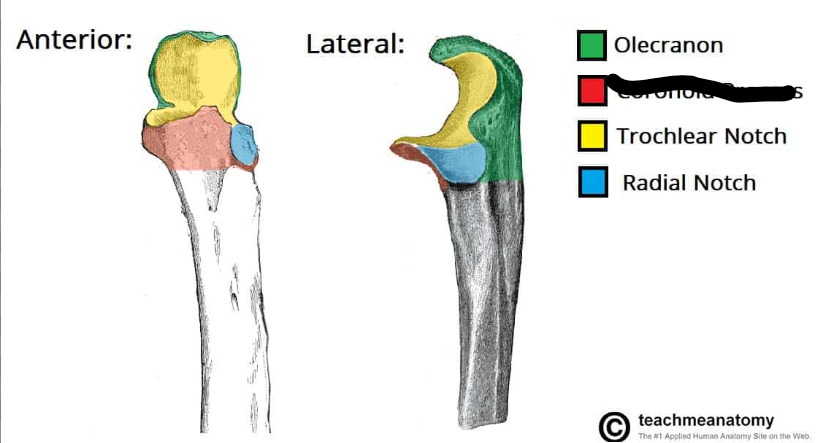 <p>What bone landmark is this within the <strong>Ulna</strong></p><ul><li><p>Medial Forarm Bone; Antebrachial, Ulnar Region)</p></li></ul><p></p>
