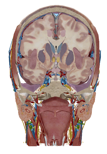 <p>Define “frontal or coronal plane”.</p>