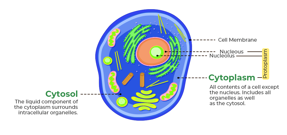 <p>cytosol is just the liquid, cytoplasm is the liquid with the organelles</p>