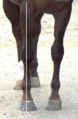 <p>How does a horse with a toed in limb walk?</p>