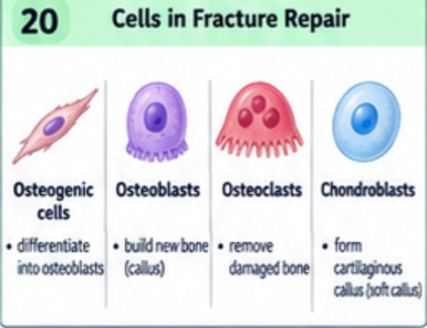 <p>Inflammatory cells clear damaged tissue. Fibroblasts and chondroblasts help form the soft callus. Osteoblasts make new bone. Osteoclasts remove excess and damaged bone during remodeling. New blood vessels support the repair.</p>