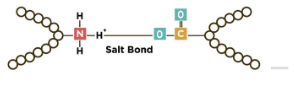 <p>charged amino acids ionically (positive-negative) linked</p>