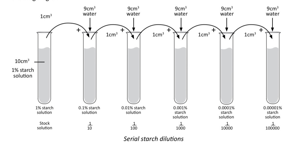 <p>Each solution is 10 times less concentrated than the previous one by adding 1 cm³ of solution to 9 cm³ of water.</p>