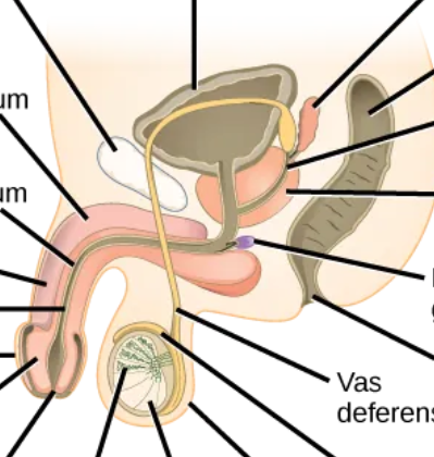 <p>where is pubic bone</p>