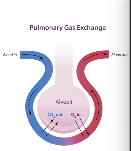 <p>Gas exchange 2</p>