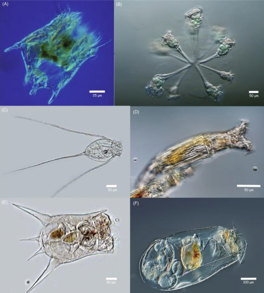 <p>What is this? What phylum?</p>