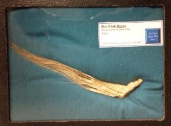 <p>Blue Whale Baleen Specimen Fast Facts</p>