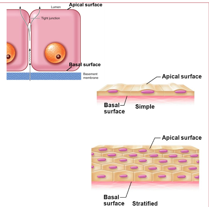 <p>cells are not perfectly symmetrical</p><p class="p3">• Apical surface- upper</p><p class="p3">• Basal surface- lower</p><p class="p3">• Lateral surface- side</p>