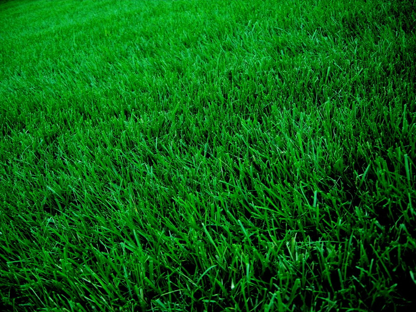<p>cǎo - grass</p>