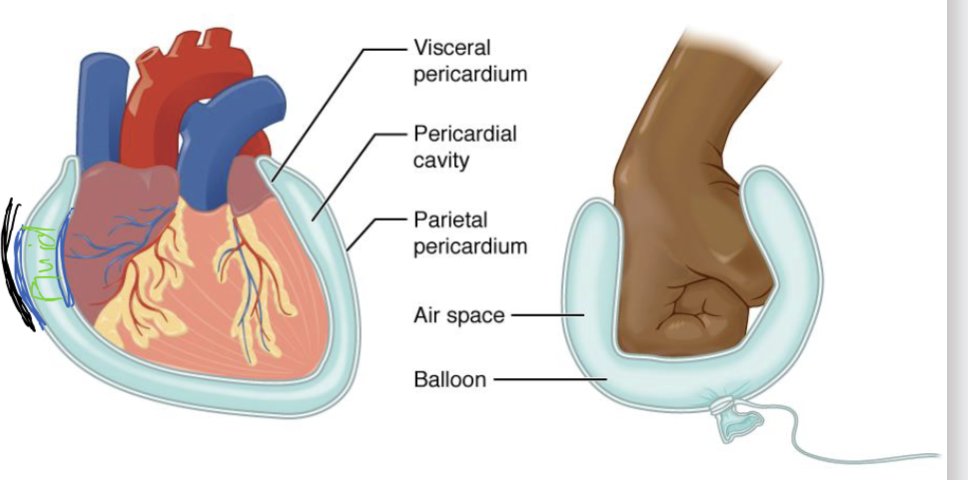 <p>Most thoracic and abdominal organs are surrounded by a serous membrane and many have fibrous membrane<br></p><p><strong>Serous membrane</strong>:</p><ul><li><p>Double-sided and Fluid-filled membrane that<strong> allows </strong>for movement </p></li><li><p><strong>reduces </strong>friction w/ lubricating fluids<br></p></li></ul><p><strong>Fibrous membrane: </strong></p><ul><li><p>exterior (superficial) to the serous membrane</p></li><li><p><strong>contains </strong>movement</p></li></ul><p></p>