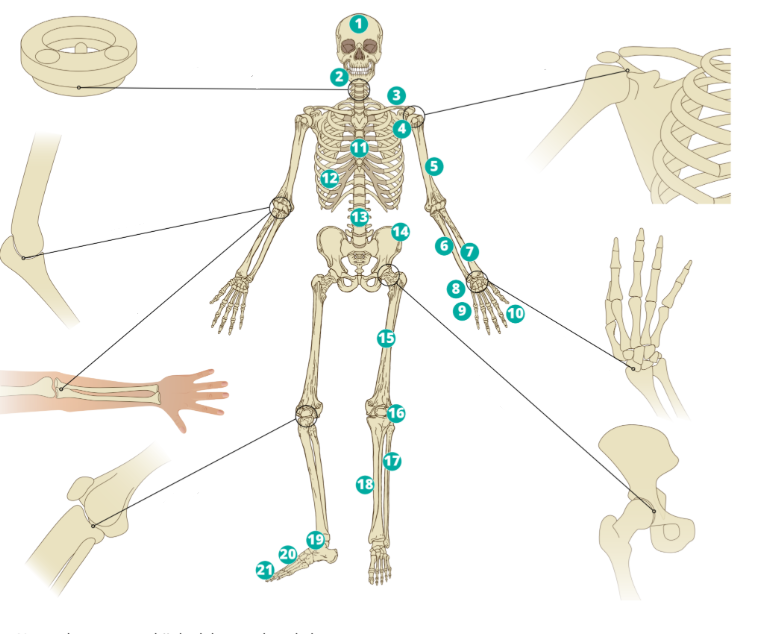 <p>Wat is nummer 3</p>