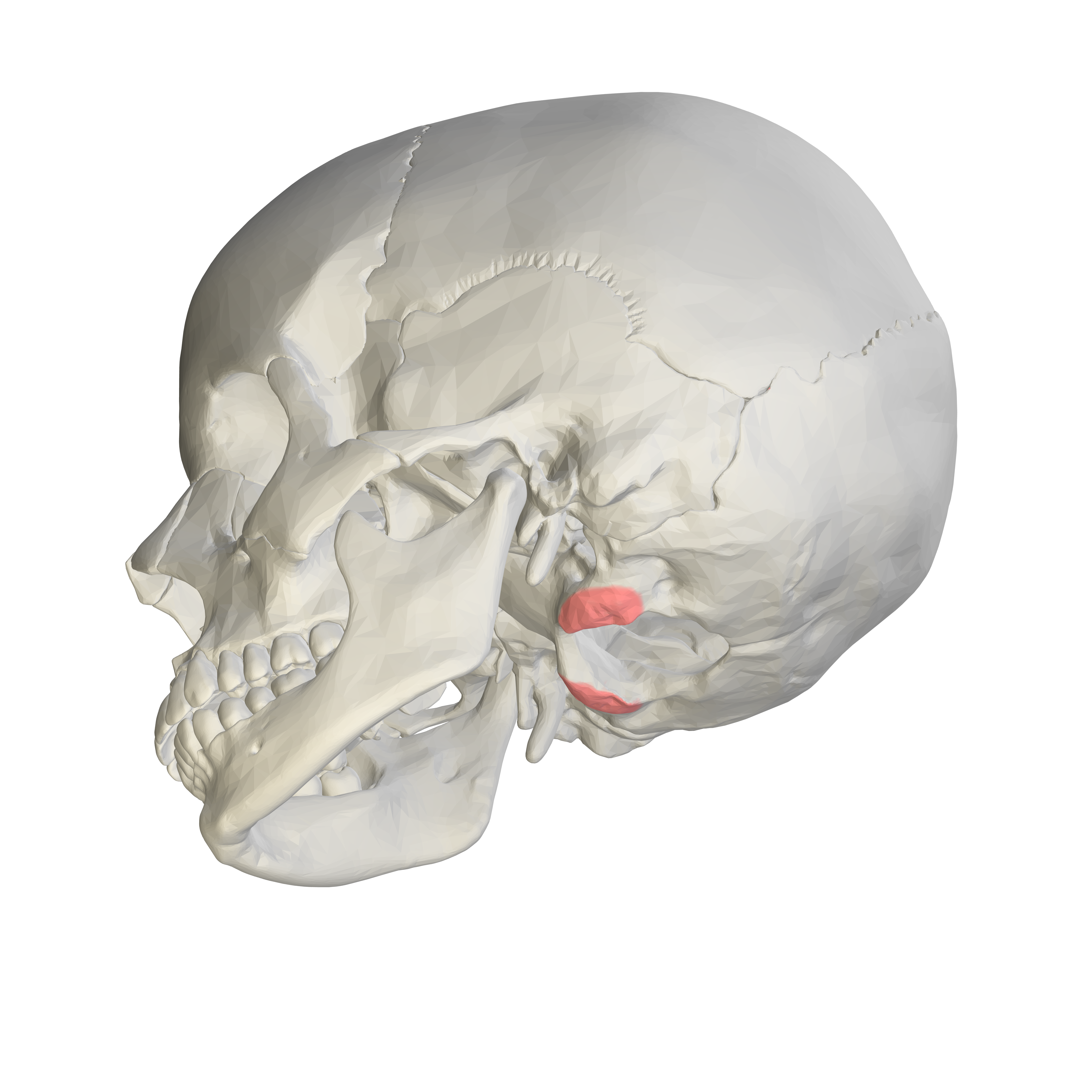 <p>Rounded eminence on each side of foramen magnum, articulates with fossa on the first cervical vertebra called the <em>atlas</em></p>