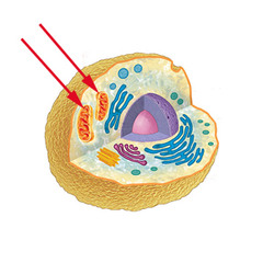 <p>The site of cellular respiration produces chemical energy in the form of ATP by breaking down glucose.</p>